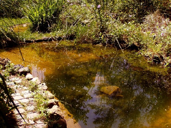 Il Laghetto del Centro di Entomologia - Piombino (LI)